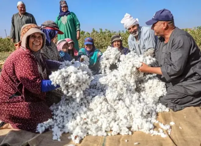القطن المصري يدخل منطقة الخطر الأحمر