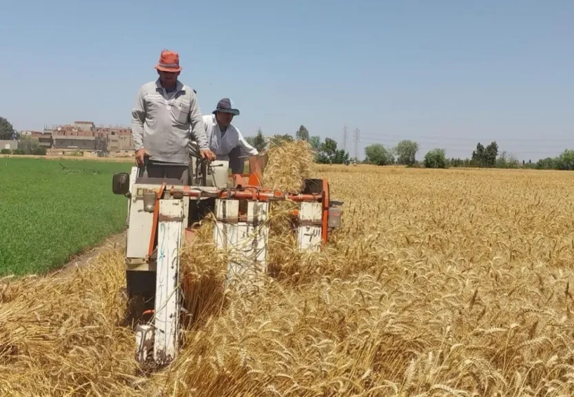 حصاد الشعير ينطلق بالمحافظات.. والزراعة تؤكد دعم المزارعين وزيادة الإنتاج