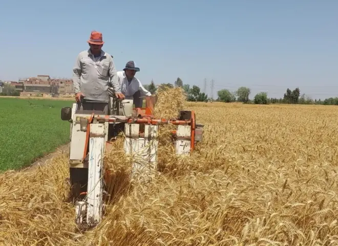 حصاد الشعير ينطلق بالمحافظات.. والزراعة تؤكد دعم المزارعين وزيادة الإنتاج