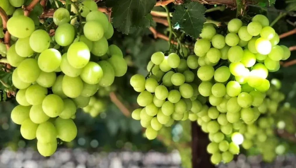 عنب جنوب أفريقيا يسجل شحنات قياسية بـ 81 مليون صندوق رغم أزمات الموانئ