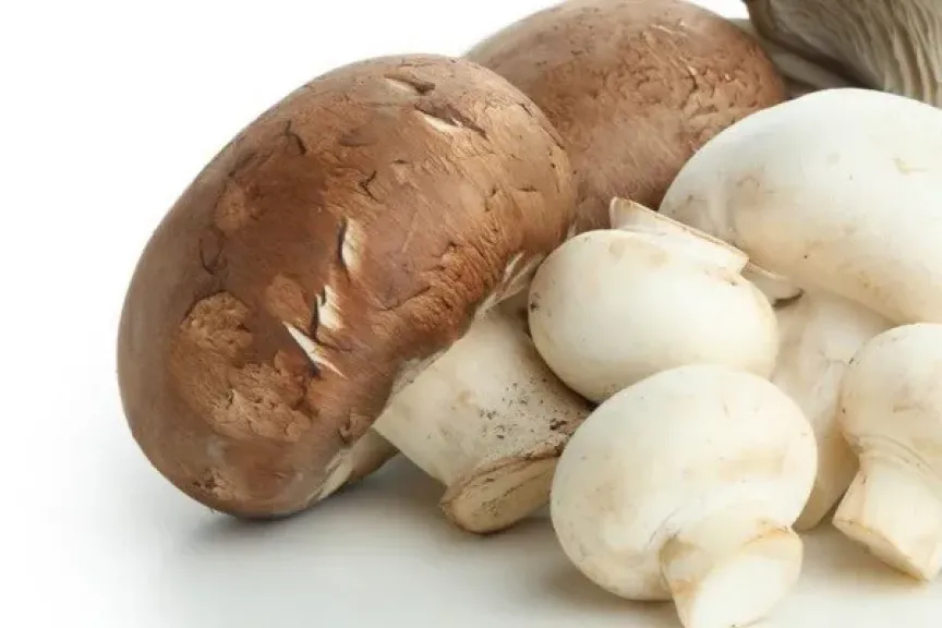الولايات المتحدة تفرض رسوما تعويضية أولية على صادرات الفطر الكندي