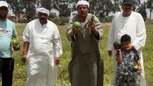 ما قاله الخبراء في أزمة بطيخ زيان وكفر الشيخ