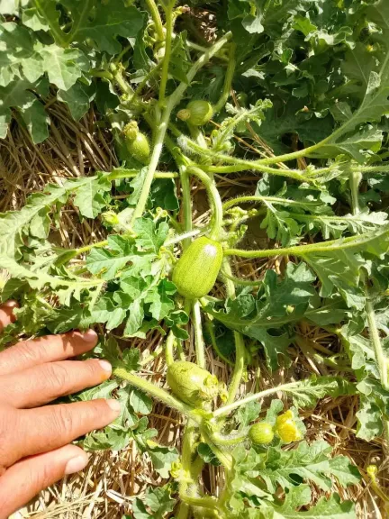 خبير زراعي: ارتفاع الحرارة وضعف النحل وراء تشوه ثمار البطيخ