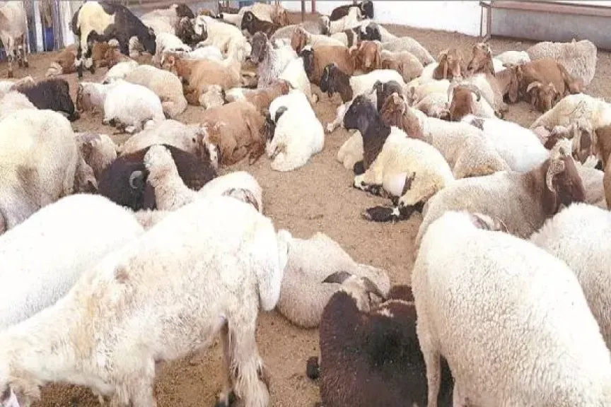 خبير يكشف علامات الأضحية السليمة قبل الشراء