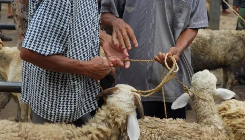 الطب البيطري: هذه مواصفات شراء الأضاحي بدون غش
