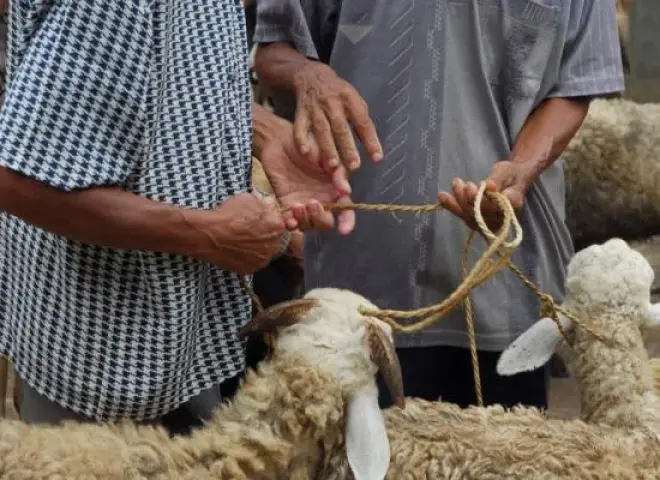 الطب البيطري: هذه مواصفات شراء الأضاحي بدون غش