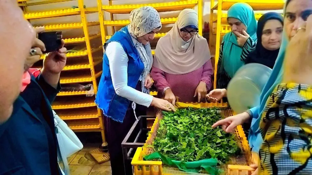 ”وقاية النباتات” يطلق مبادرة لتمكين المرأة المعيلة في ادارة مشروعات إنتاج الحرير الطبيعي