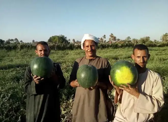 بعد انتشار الشكاوى.. زراعة المنوفية تكشف حالة محصول البطيخ الحقيقية