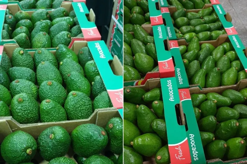 شح أفوكادو ”فويرتي” يعزز أسعاره عالميا وصنف ”هاس” الكيني يواجه عقبات الشحن