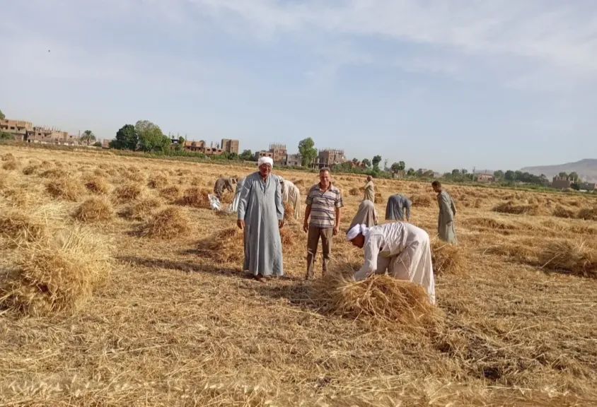 مدير المحطة الإقليمية لمصر العليا يتابع حصاد ودراسة القمح بمحطات البحوث بالصعيد