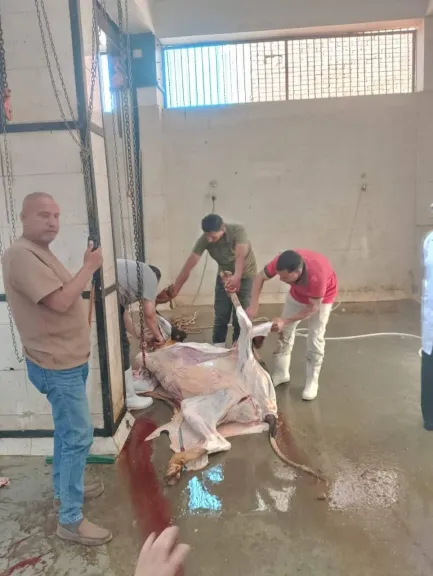 المجازر الحكومية في أول أيام عيد الأضحى