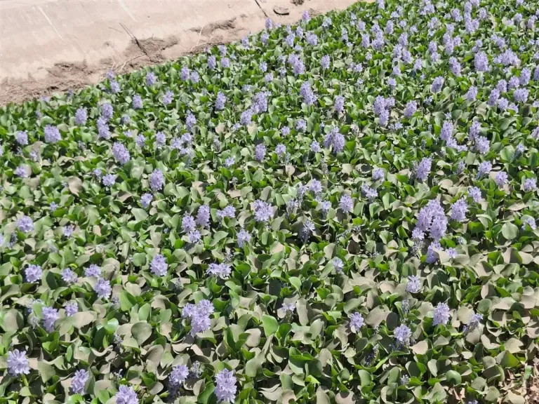 استغاثة من مزارعي سوهاج.. ورد النيل يحاصر الترع ويهدد الأراضي الزراعية بطهطا