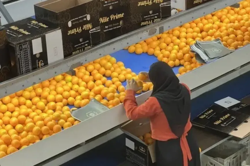 صادرات البرتقال المصري