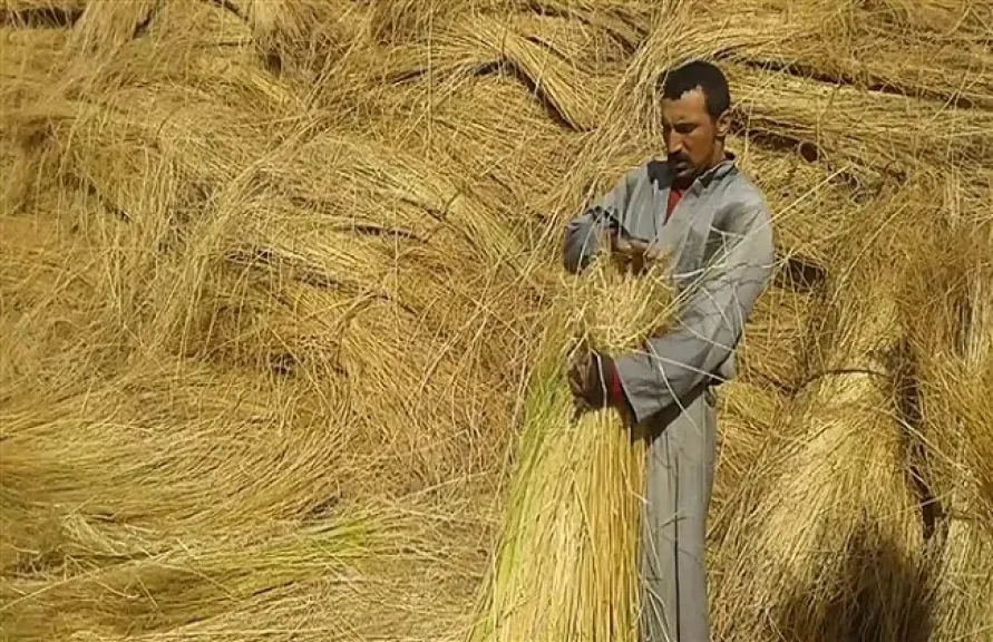 أزمات المعاطن والنقل تشعل غضب مزارعي الكتان في الغربية