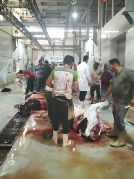  مجازر أسيوط تستقبل  الأضاحى بالمجان 