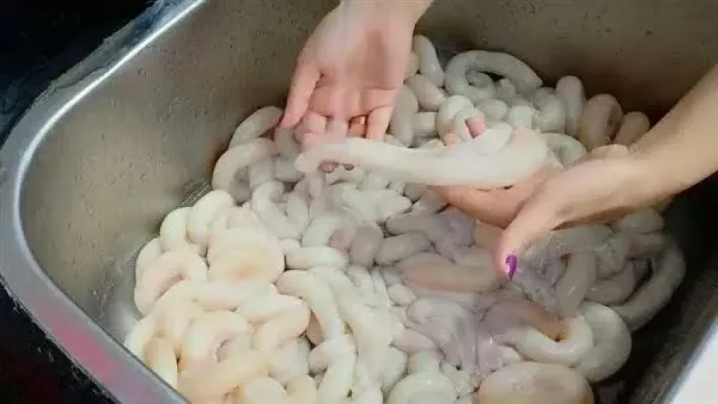 الطب البيطري يحذر المواطنين من مخاطر الممبار المصاب بالأمراض