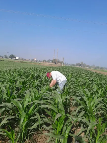 فحص ميداني لحقول الذرة ورصد مبكر للآفات