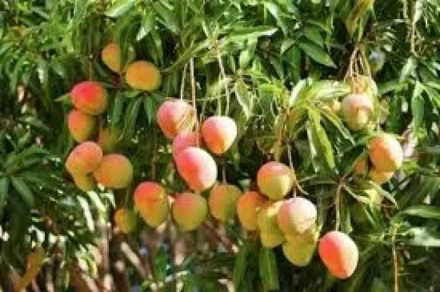 مناخ الزراعة يصدر حزمة توصيات للمانجو والعنب والرمان