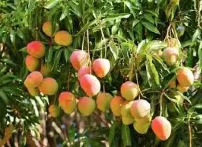 مناخ الزراعة يصدر حزمة توصيات للمانجو والعنب والرمان