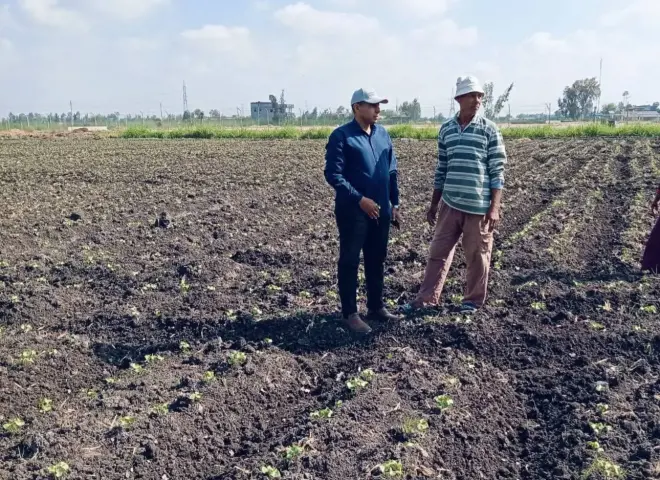 حملات مكثفة لزراعة كفر الشيخ لمراقبة المحاصيل الصيفية وحماية الأراضي الزراعية