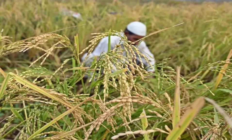 خبير زراعي يكشف أخطر 6 أعراض تصيب الأرز وطرق علاجها