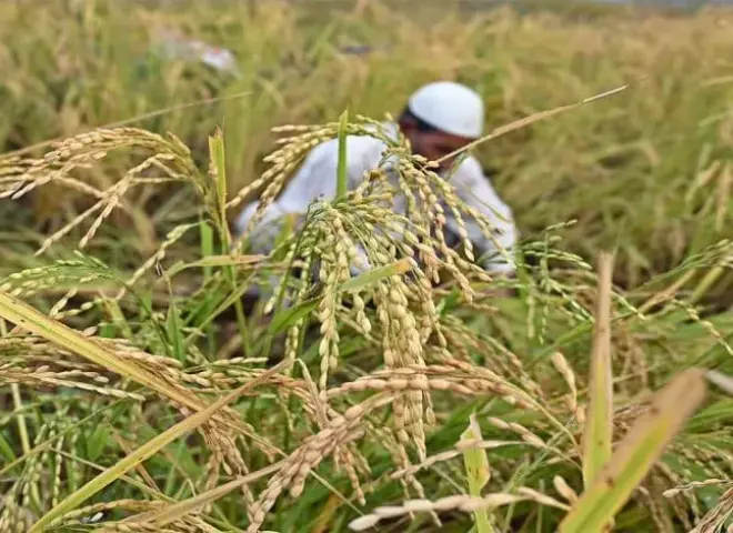 خبير زراعي يكشف أخطر 6 أعراض تصيب الأرز وطرق علاجها