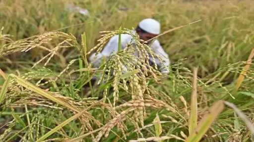 خبير زراعي يكشف أخطر 6 أعراض تصيب الأرز وطرق علاجها