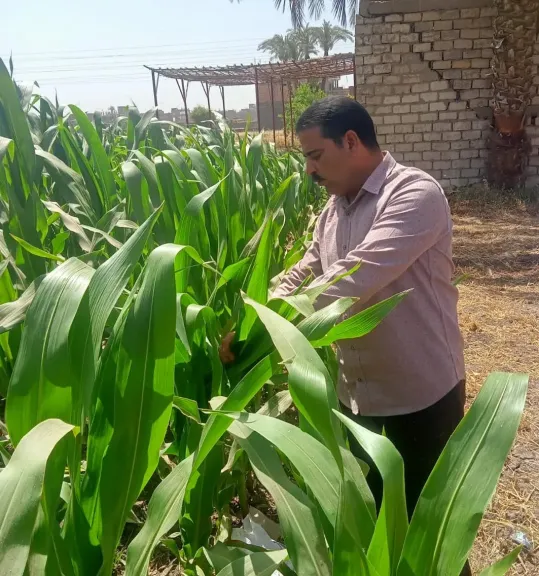 مدير مكافحة زراعة سوهاج يكشف طرق حماية الذرة من دودة الحشد الخريفية