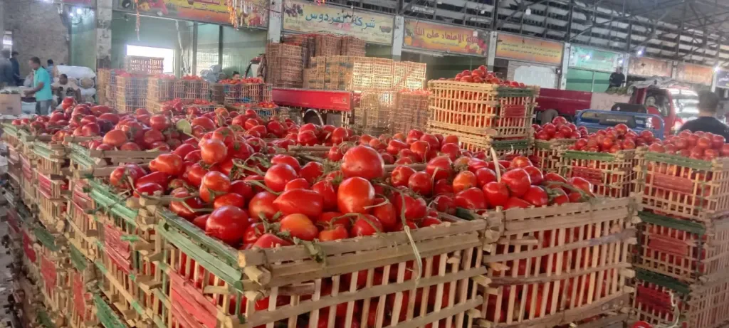 الزراعة تكشف مفاجأة سارة بشأن أسعار الطماطم بالأسواق