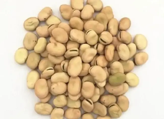 أفضل طرق تخزين الفول البلدي