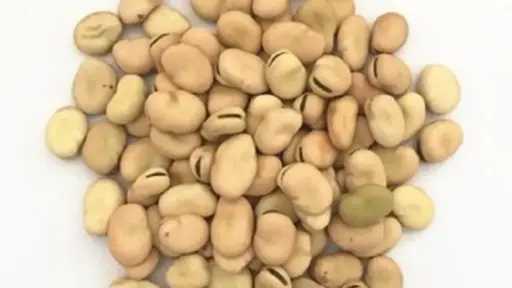 أفضل طرق تخزين الفول البلدي