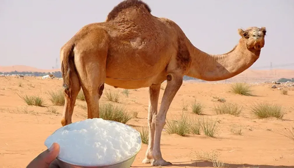 تعرف على أبرز الفوائد الصحية لحليب الإبل
