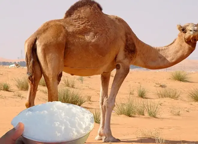 تعرف على أبرز الفوائد الصحية لحليب الإبل