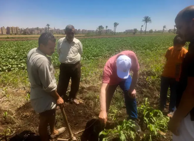 الزراعة بأسيوط تكثف المرور على الحقول لرصد الآفات ومتابعة المحاصيل