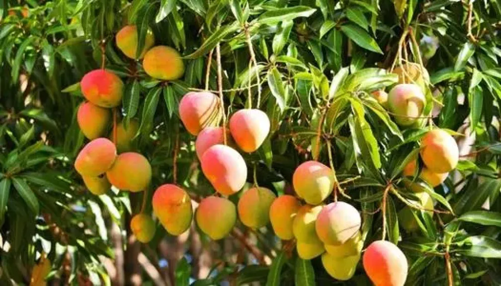 نصائح زراعية لمواجهة الموجات الحارة وحماية المحاصيل من الآفات