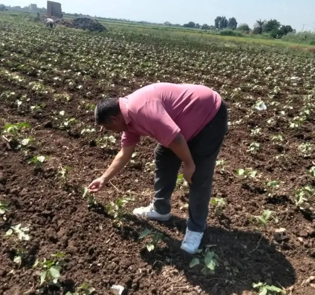مدير مكافحة المنوفية: المتابعة الميدانية خط الدفاع الأول ضد الآفات الزراعية