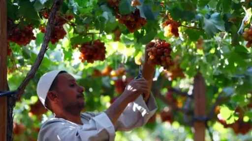 تعرف على أسباب ارتفاع أسعار العنب في الأسواق