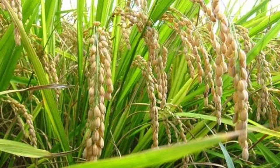 خبير زراعي يوضح أهمية الزنك في زراعة الأرز وطرق إضافته لزيادة الإنتاجية