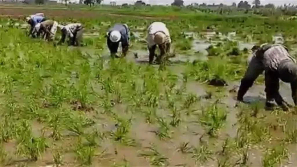 خبير زراعي يكشف سر توصية مركز بحوث الأرز باستخدام الثيوبنكارب