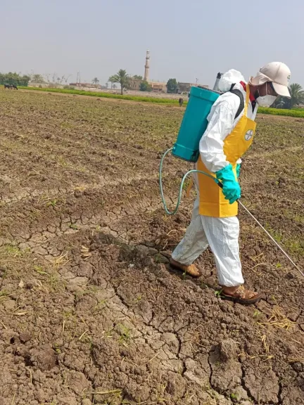 الزراعة تنفذ إجراءات مكثفة لحماية المحاصيل من الآفات الحشرية الخطرة