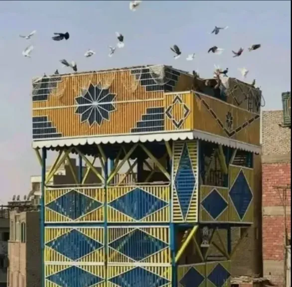 الحمام في مصر.. من أبراج الرسائل إلى مشروع استثماري واعد على أسطح المنازل