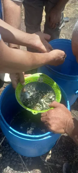 إطلاق 1.5 مليون زريعة سمكية لدعم المخزون السمكي ببحيرة البرلس ونهر النيل