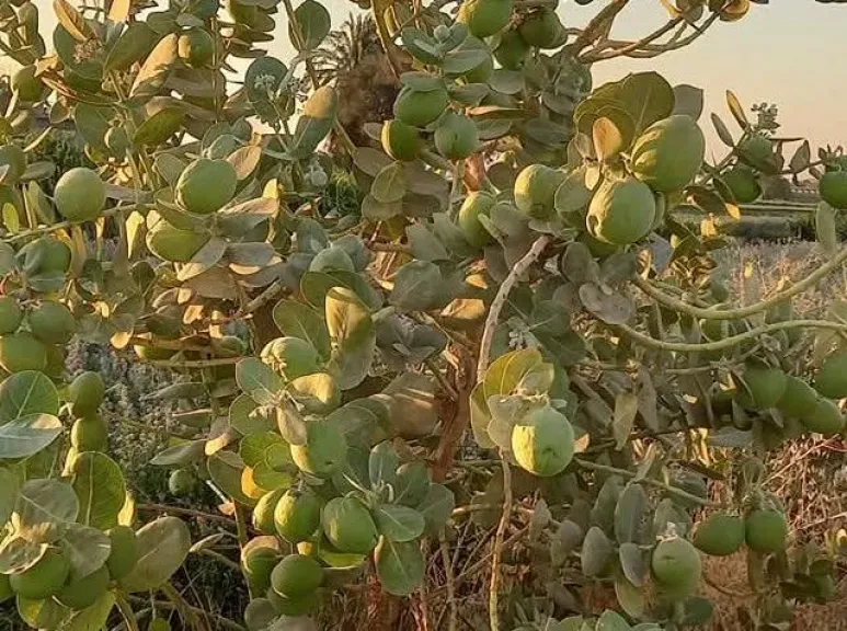 زراعة بني سويف تكشف مخاطر نبات العشار على الإنسان والحيوان