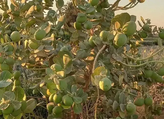 زراعة بني سويف تكشف مخاطر نبات العشار على الإنسان والحيوان