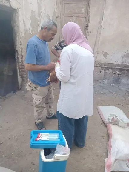 الزراعة: سحب عينات من طيور مزارع القليوبية للتأكد من خلوها من الأمراض الوبائية
