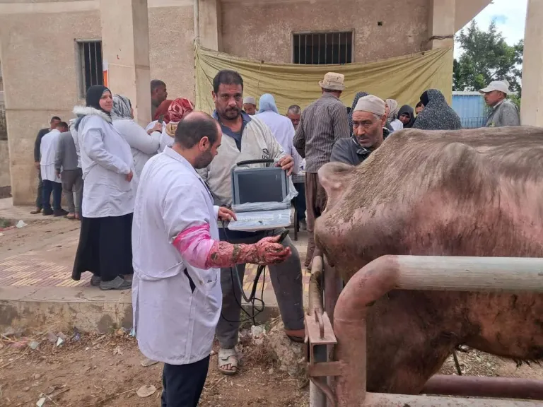 ”الخدمات البيطرية” تنفذ التلقيح الاصطناعي لـ38 ألف رأس وتحقق نسب نجاح متميزة