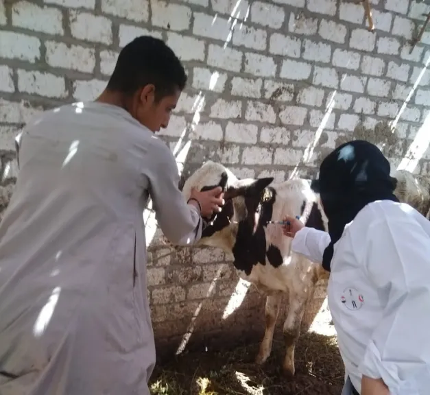 تحصين 146 ألف رأس ماشية بسوهاج ضد الحمى القلاعية والوادي المتصدع