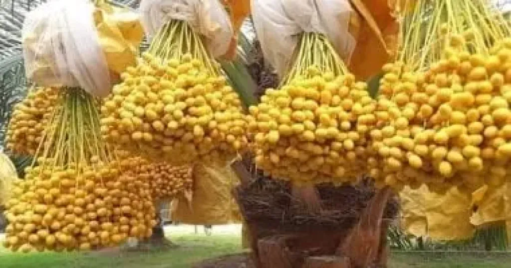 المغرة: وعد بالخير من فسائل نخيل البرحي عالية الإنتاجية