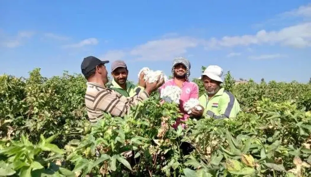 طرق مكافحة آفات القطن والري المنتظم لزيادة الإنتاج وجودة المحصول