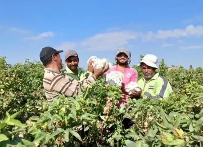طرق مكافحة آفات القطن والري المنتظم لزيادة الإنتاج وجودة المحصول